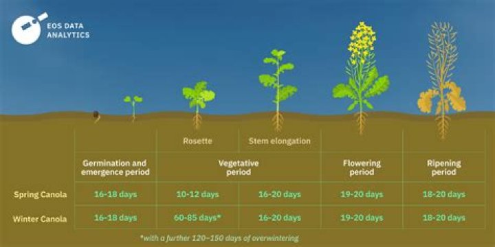 How long does it take to grow canola?