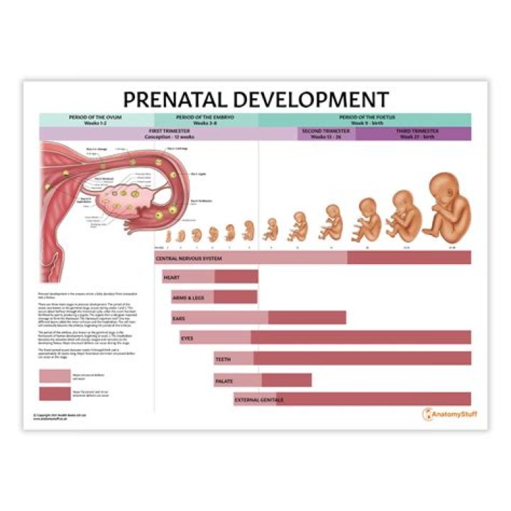 How long does the prenatal stage last?