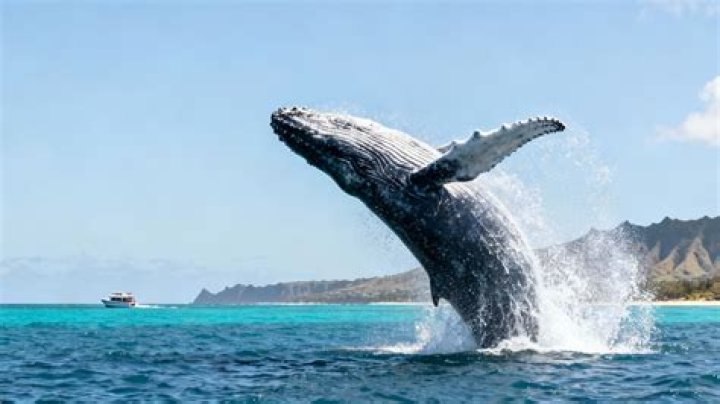 How long does whale watching last?