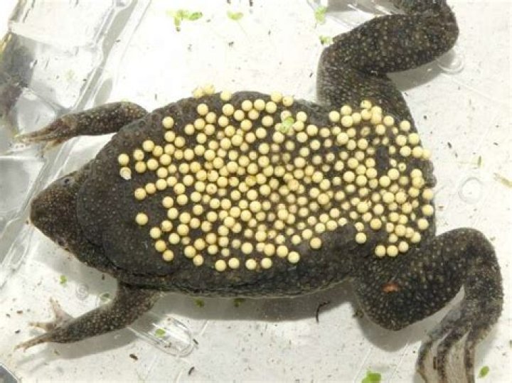 How many babies do frogs have at a time?