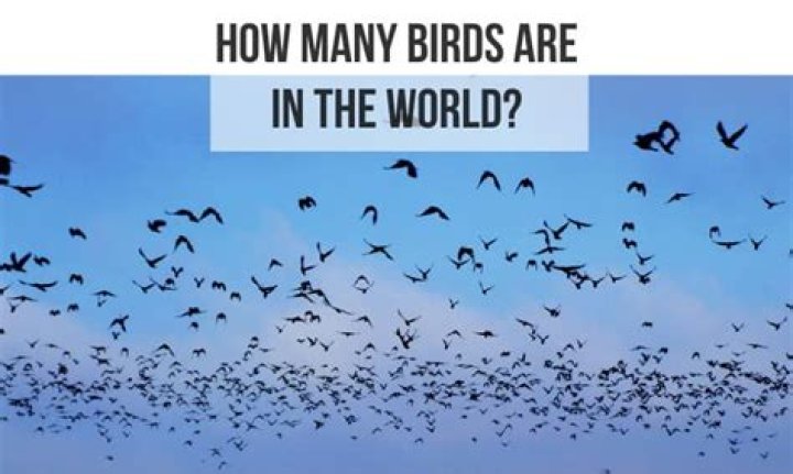 How many birders are there in the world?