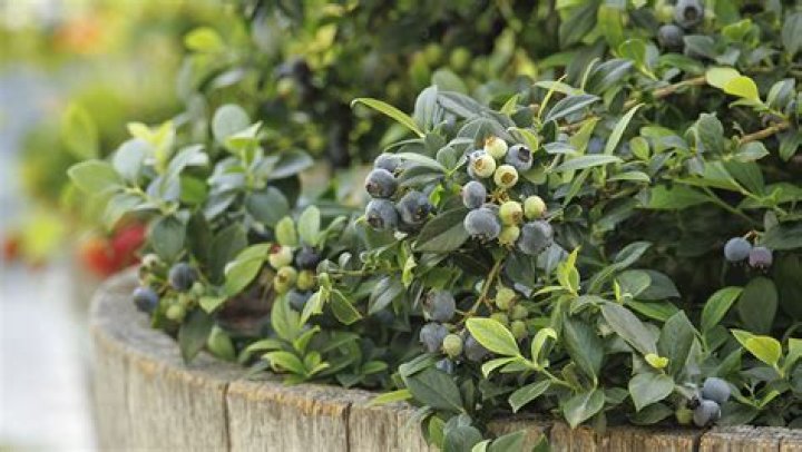 How many blueberries can you plant per acre?