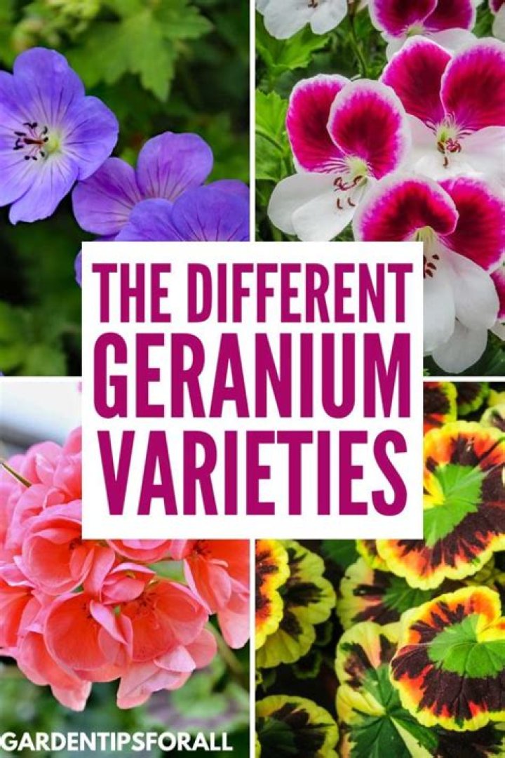 How many different types of geraniums are there?