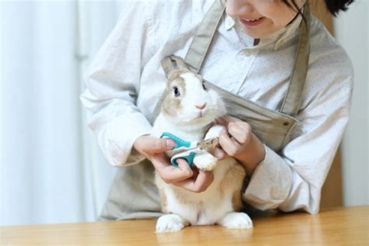 How often should a rabbit's nails be clipped?