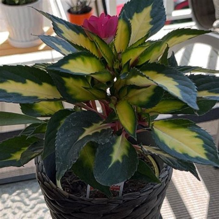 How often should I water my New Guinea impatiens?