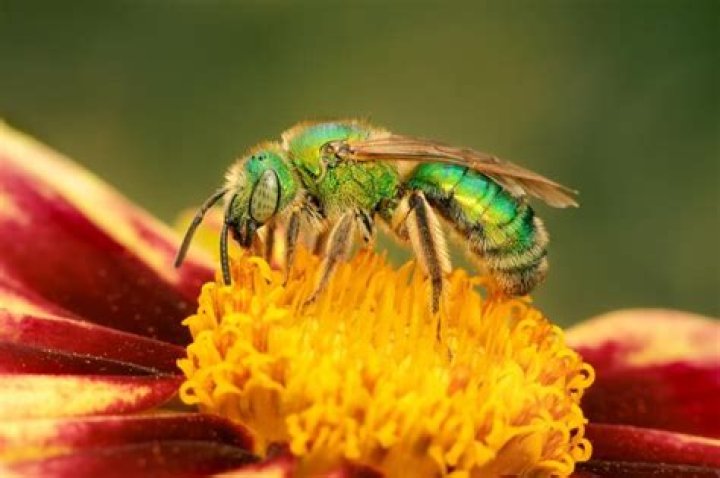 How small is a sweat bee?