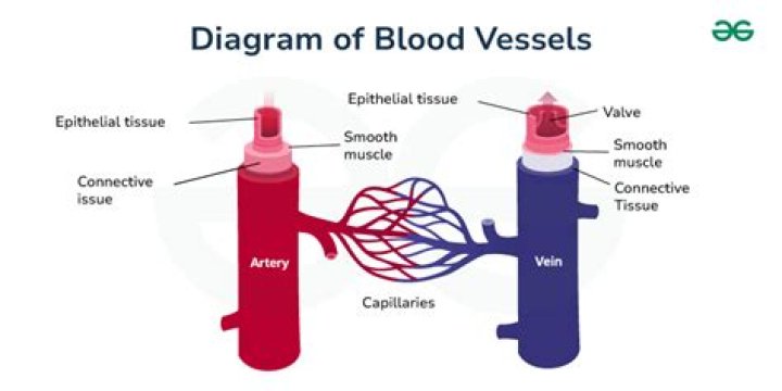 In which blood vessels is blood pressure the lowest quizlet?