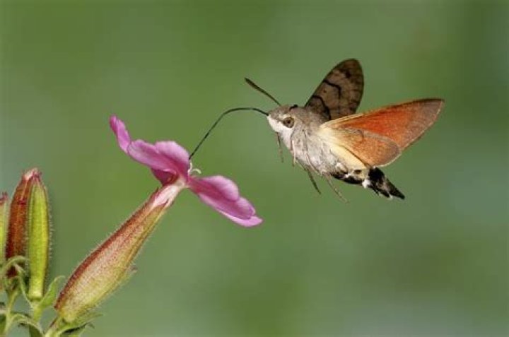 Is a hawk moth the same as a hummingbird moth?