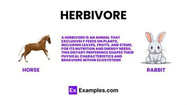 Is a herbivore?