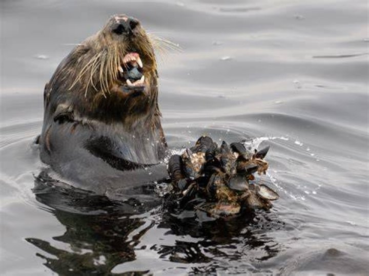 Is a Marine Otter a carnivore?