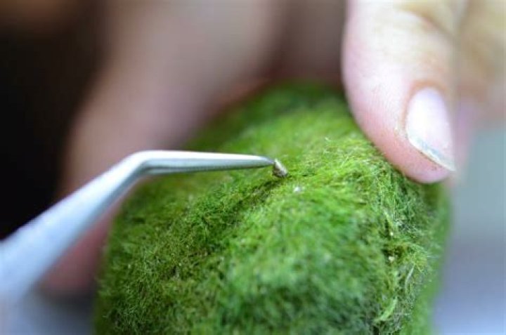 Is Ball Moss invasive? | ContextResponse.com
