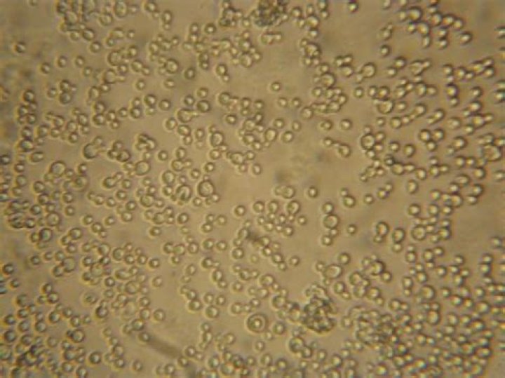 Is Candida a budding yeast?
