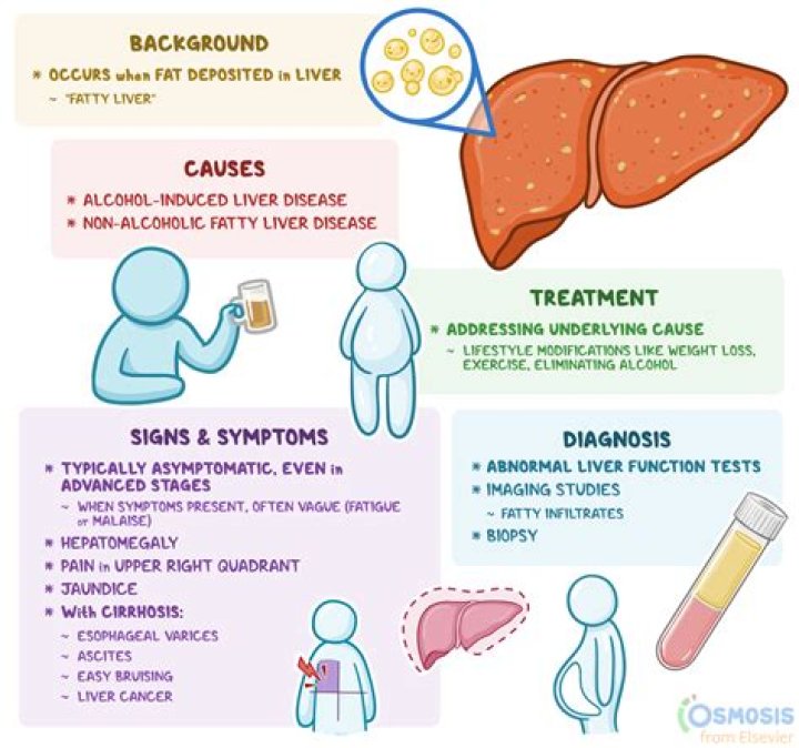 Is characterized by an accumulation of fat within the liver that usually does not cause liver damage?