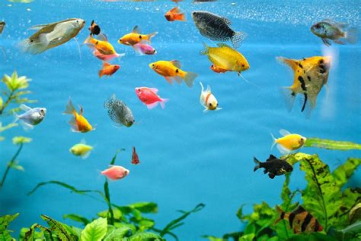 Is drinking water good for fish tank?