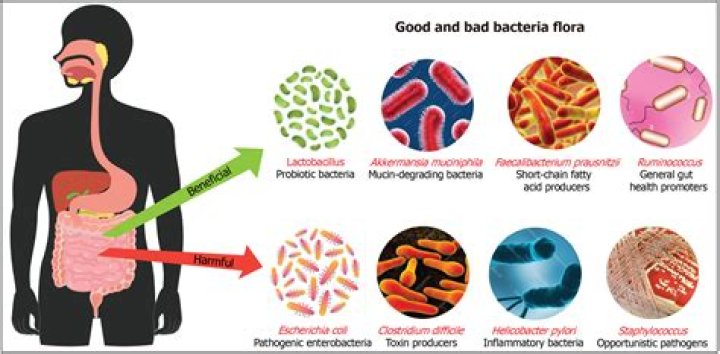 Is gut bacteria flora or fauna?