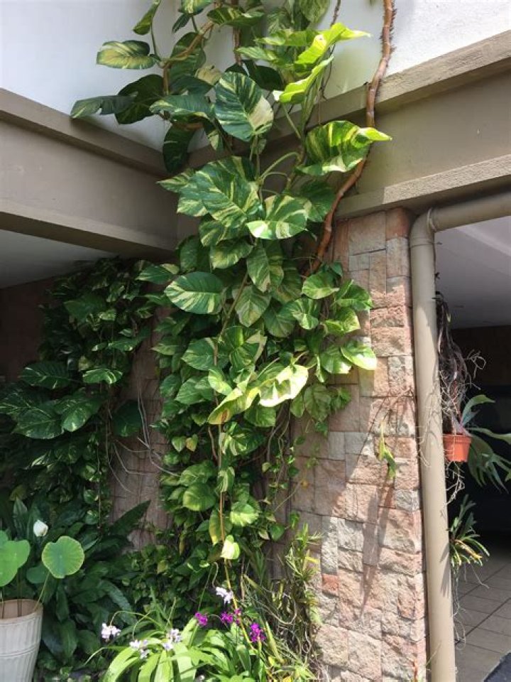 Is money plant a climber?