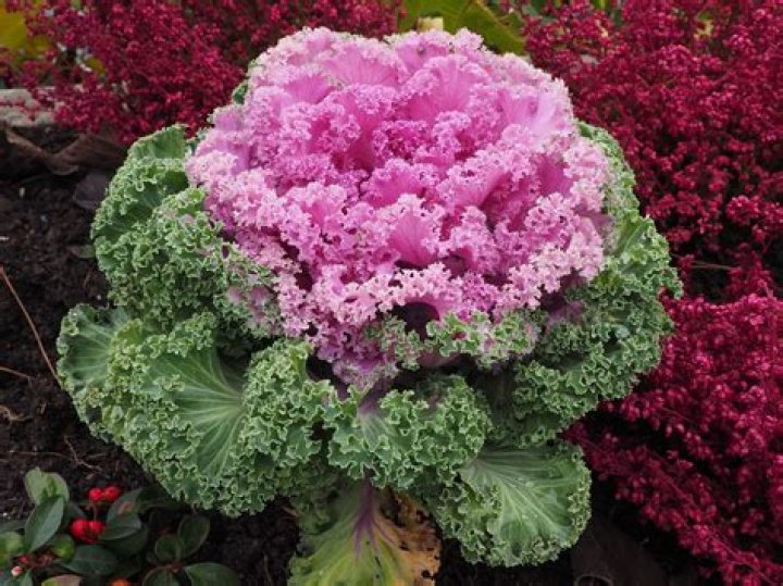 Is ornamental cabbage edible?