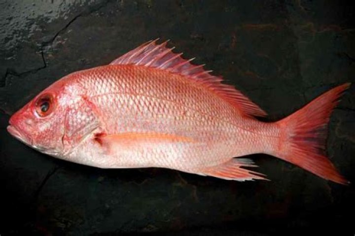Is red fish and red snapper the same thing?
