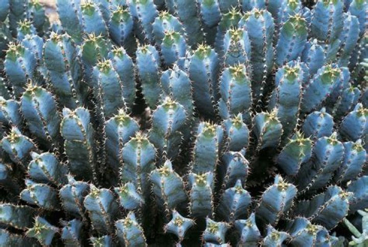 Is Resiniferatoxin edible? | ContextResponse.com