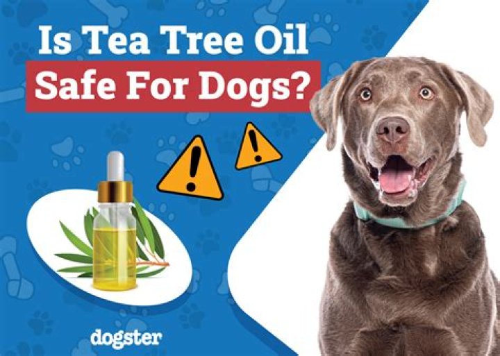 Is tea tree oil toxic to dogs?