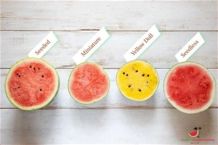 Is watermelon in season in Florida?