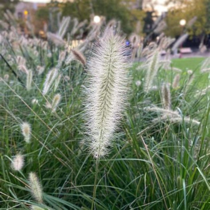 Is white fountain grass a perennial?