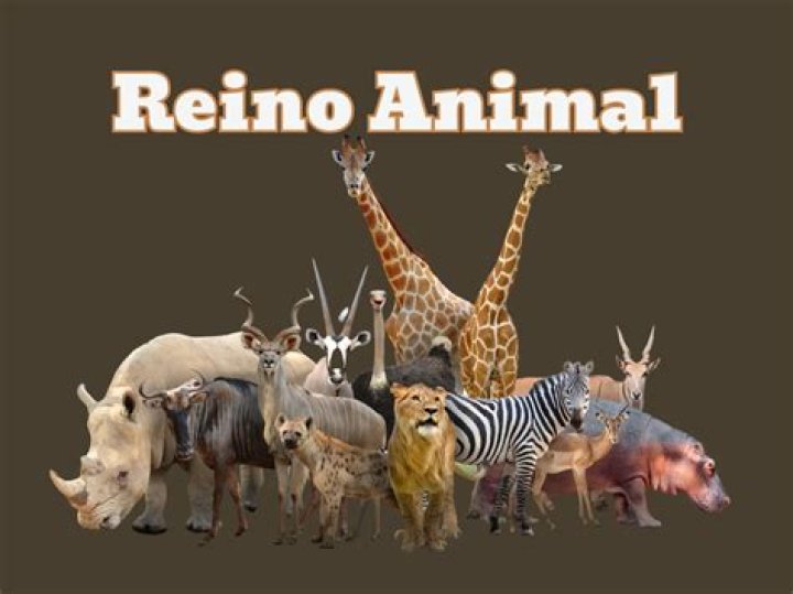 ¿Qué es el reino animal Wikipedia?