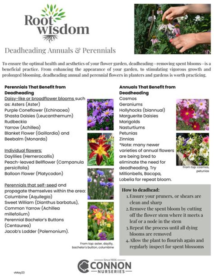 Should I deadhead Fritillaria? | ContextResponse.com