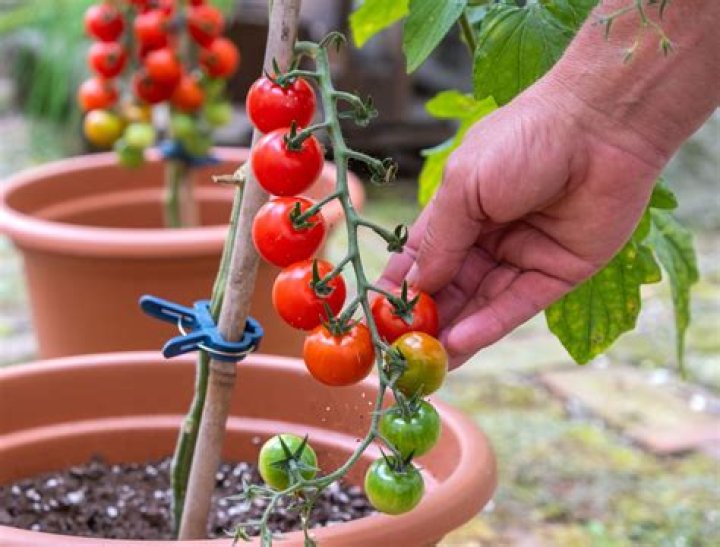 Should you top cherry tomato plants?