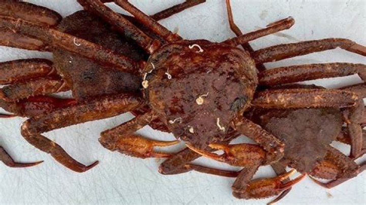 What's the difference between Opilio crab and king crab?