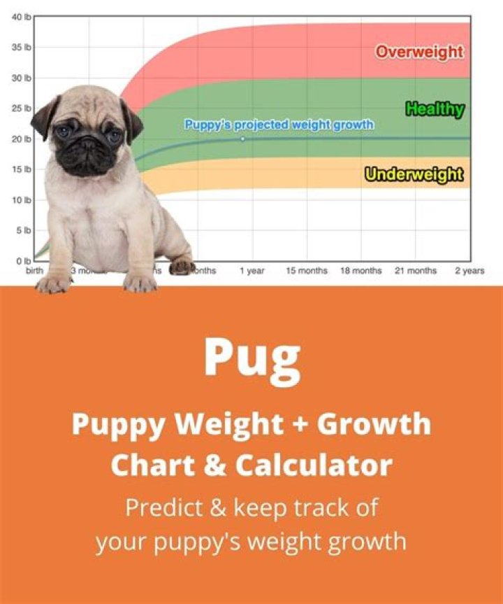 What age is a pug fully grown?