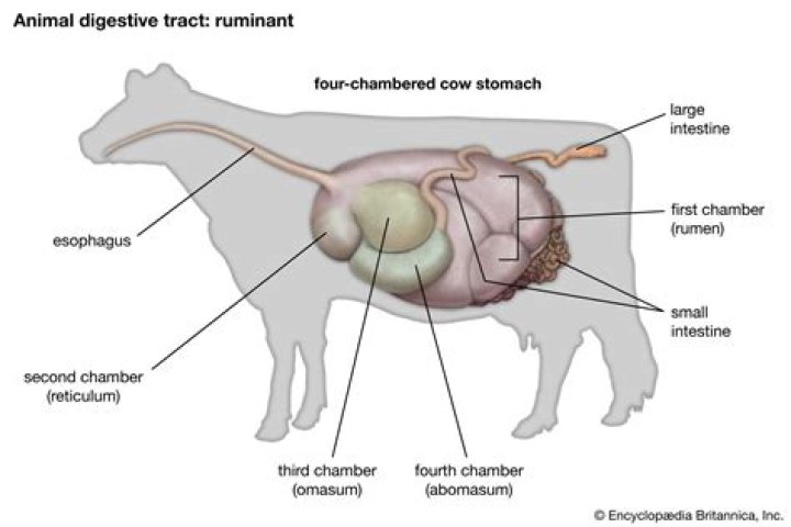 What animal has the most number of stomachs?
