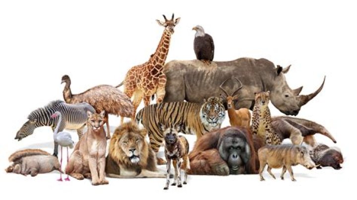What animals are afraid of humans?