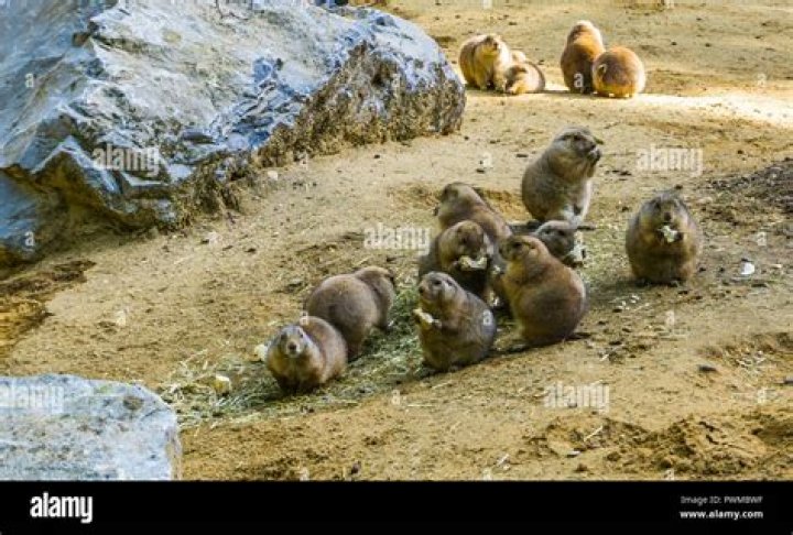 What animals do prairie dogs eat?