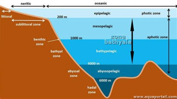 What animals live in the bathyal zone?