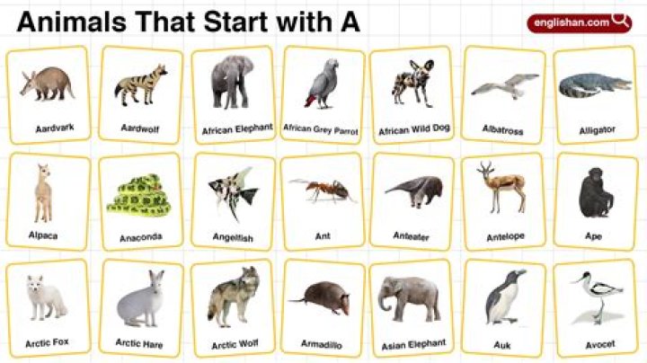 What animals start with a?