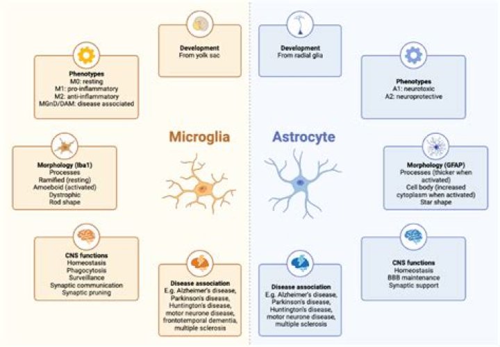 What are astrocytes and microglia?