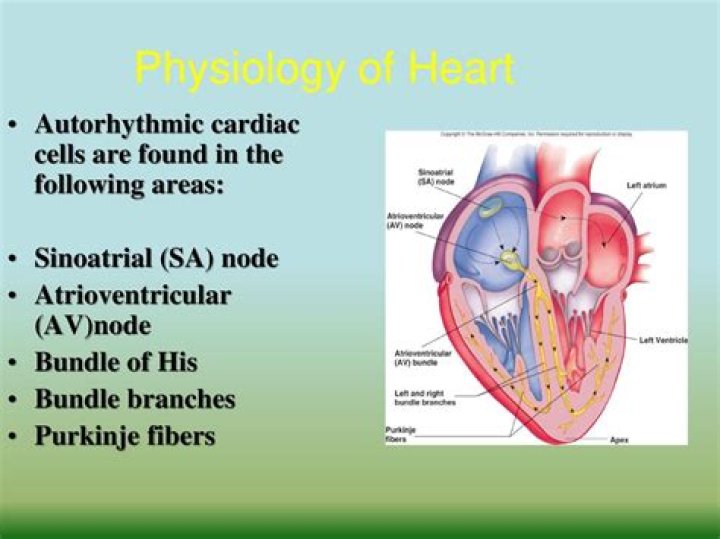 What are Autorhythmic cells and how do they support the function of the heart?