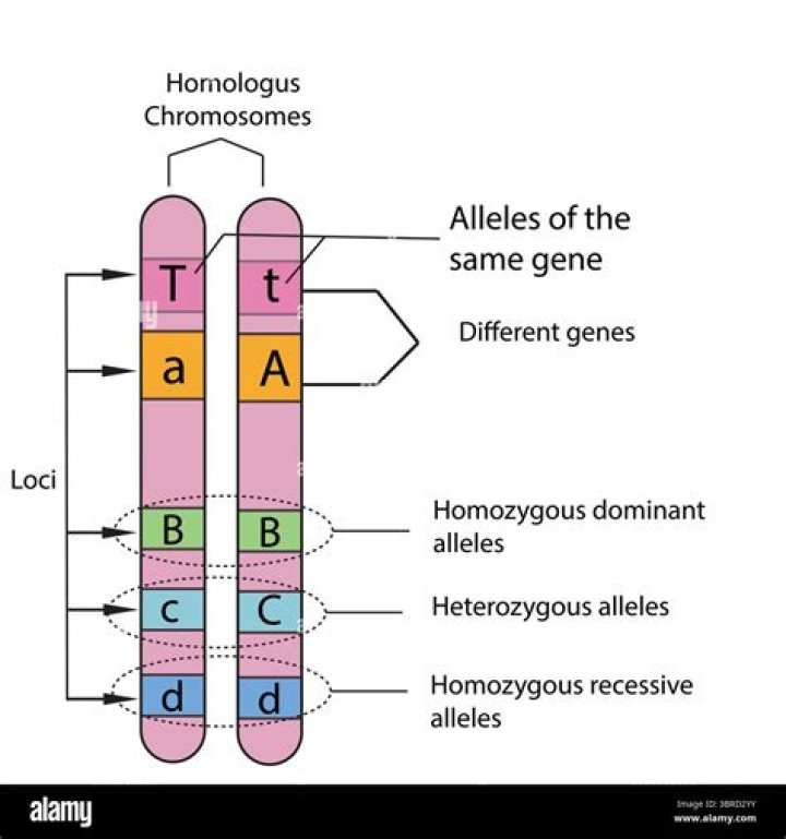 What are chromosomes and when can they be seen?
