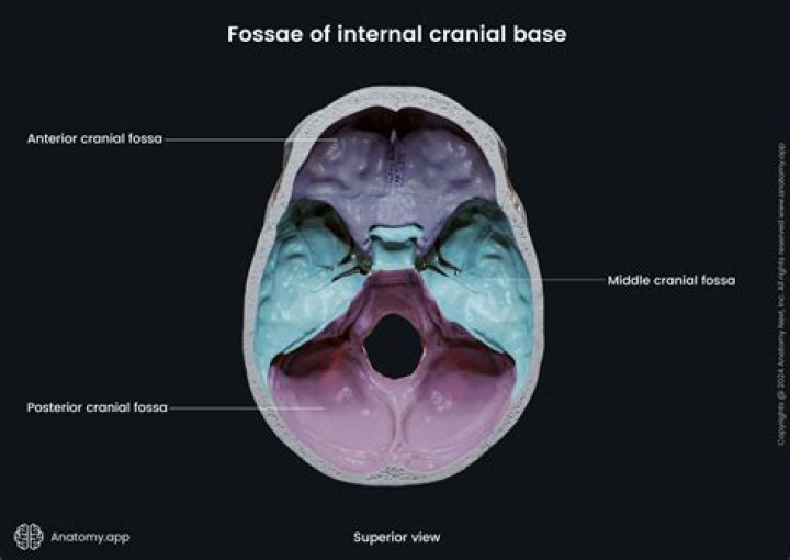 What are the 3 cranial fossa?