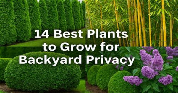 What are the best plants to grow for privacy?