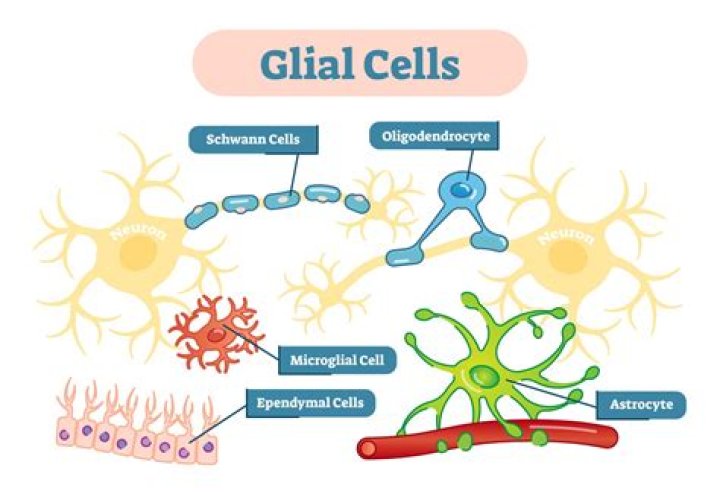 What are the different glial cells and their functions?