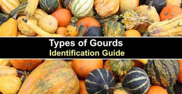 What are the different gourds?