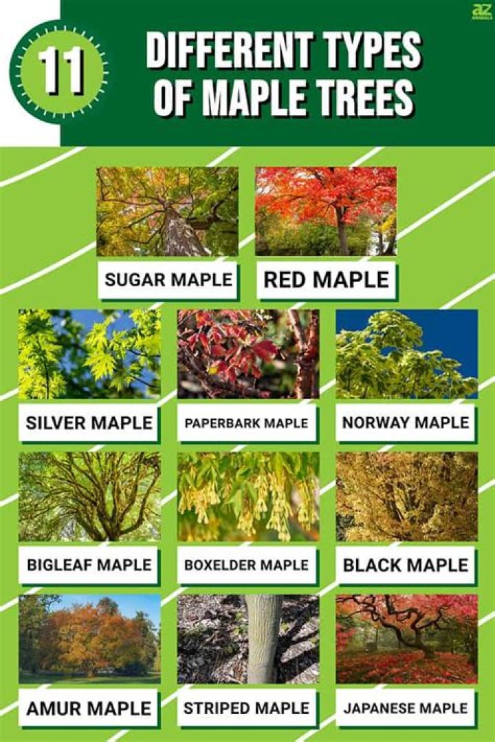 What are the different types of maple trees?