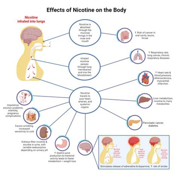 What are the effects of nicotine on the body quizlet?