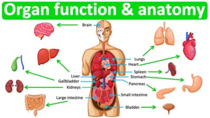 What are the major organs and functions of each body system?