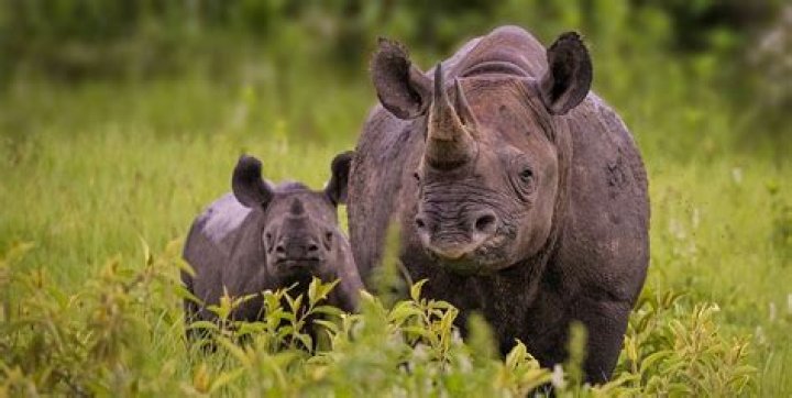 What are the predators of the black rhino?