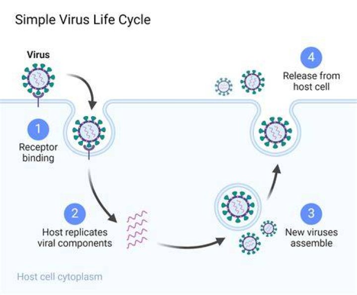 What are the requirements for viral growth?
