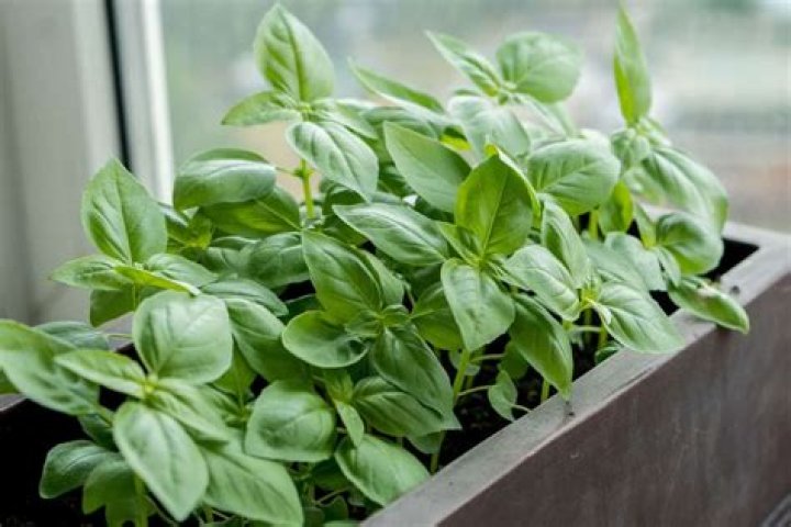 What basil symbolizes?