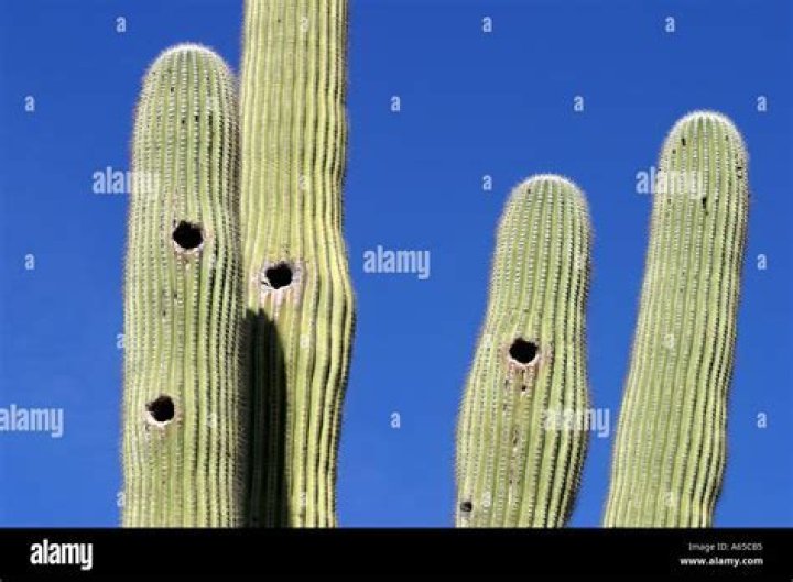 What bird makes holes in cactus?